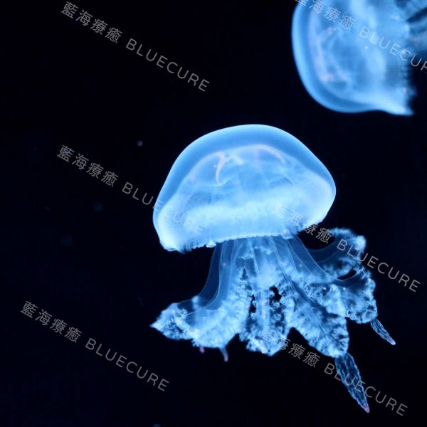 赤月水母 桃園養水母、桃園水母、XPARK水母