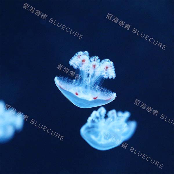紅十字水母 