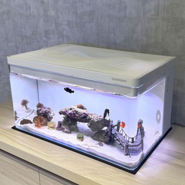 30公升生態缸 海馬飼養、養海馬價格、海馬吃什麼、海水缸、生態缸