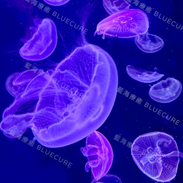 海月水母 桃園養水母、桃園水母、XPARK水母