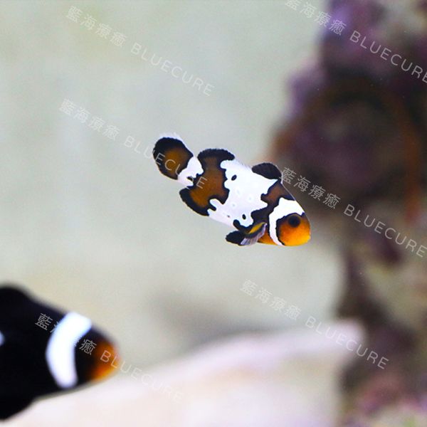 雪印小丑魚 