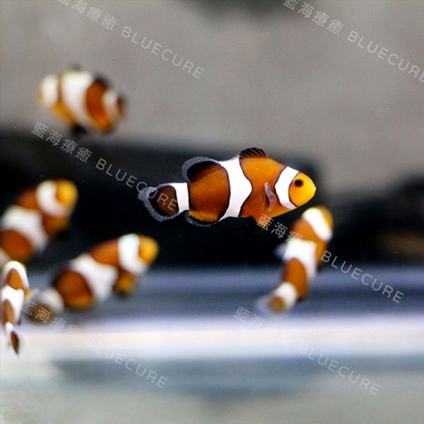 公子小丑魚 
