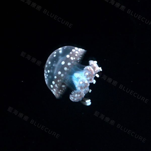 珍珠水母 桃園養水母、桃園水母、XPARK水母、養水母