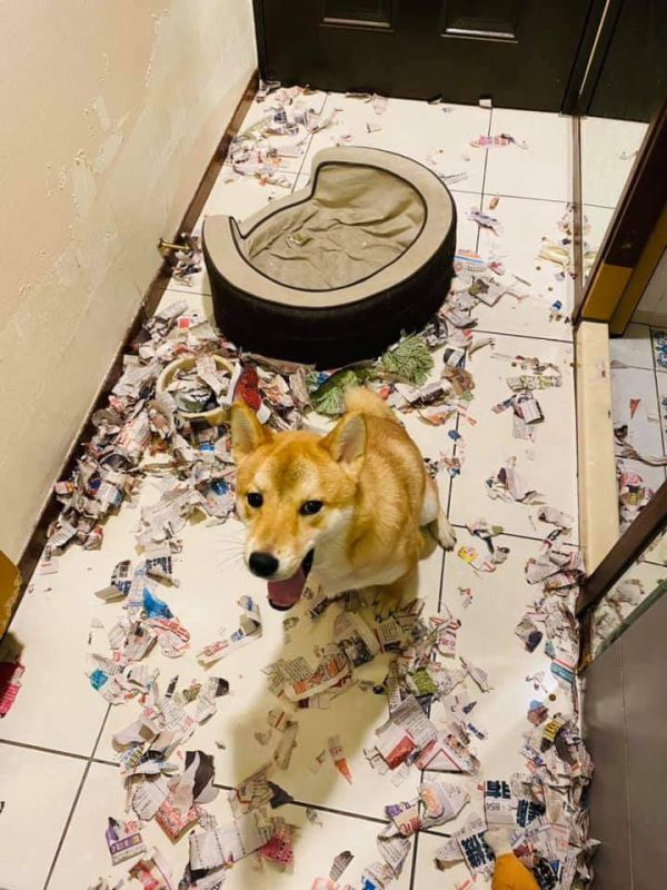 哈露犬鮮食-家具救星 