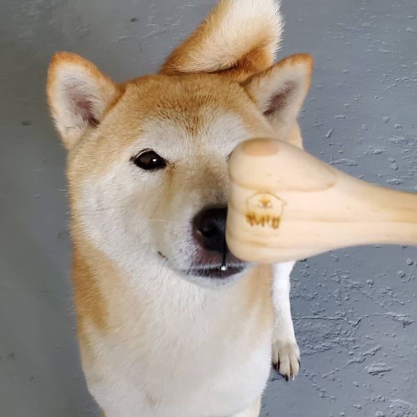 哈露犬鮮食-家具救星 