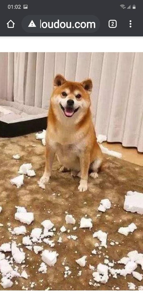 哈露犬鮮食-家具救星 