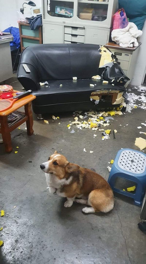 哈露犬鮮食-家具救星 
