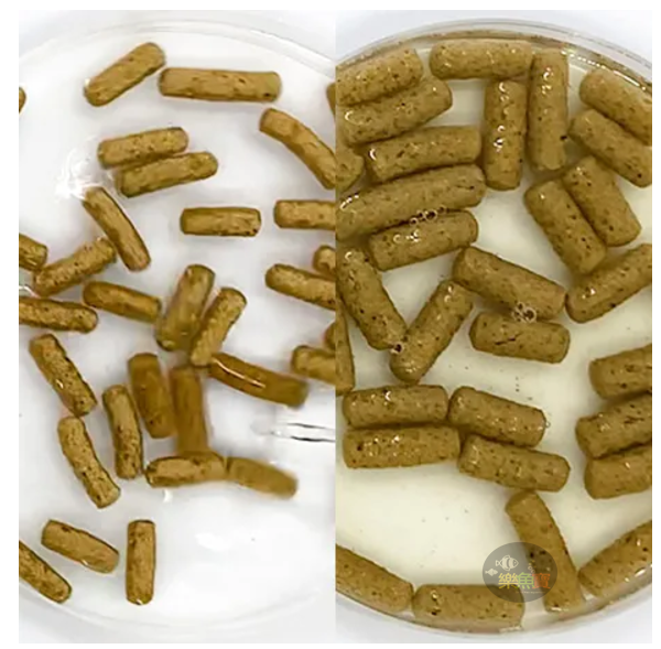 Hikari 高夠力 爬蟲專用顆粒飼料 食蟲性 60g 守宮飼料 豹紋守宮 日本草蜥 箱龜 鬆獅蜥 睫角 