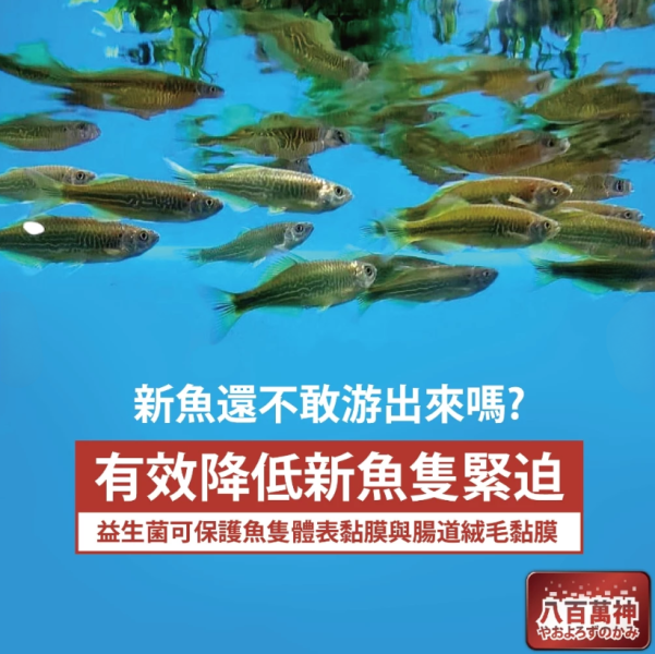 八百萬神 高濃度淡水複合菌 200ML 硝化菌 