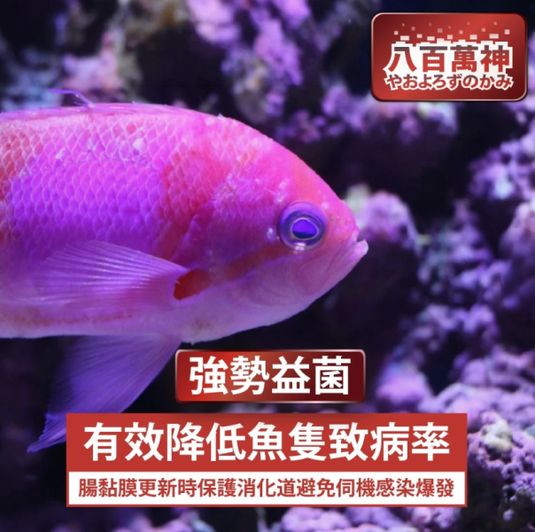 八百萬神 高階海水複合菌粉 200ML 養魚必備 全球專利菌 27種全相菌種 硝化菌 光合菌 腐生菌 