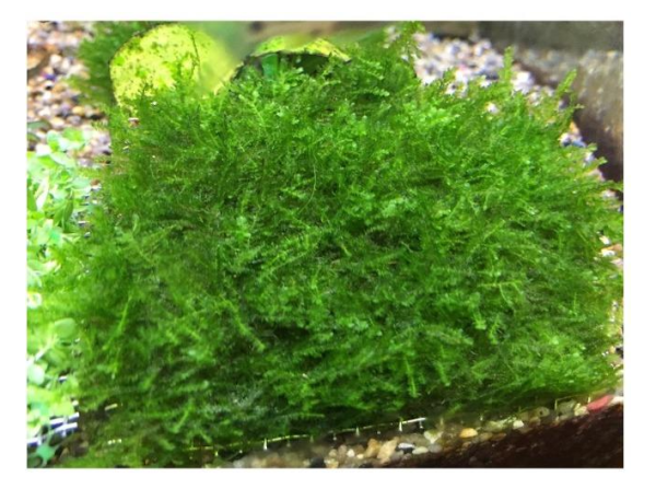 7-8 * 7-8cm 三角莫絲 莫斯 默思 (網片) 莫絲片 - 陰性水草 - 單片 