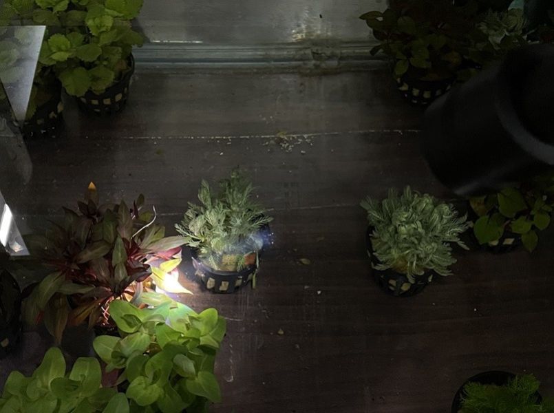 ISTA 伊士達 三段式萬向投射燈 USB 聚光燈 散光燈 雨林 苔蘚 (黃光/白光/自然光) 圓形缸也可用 