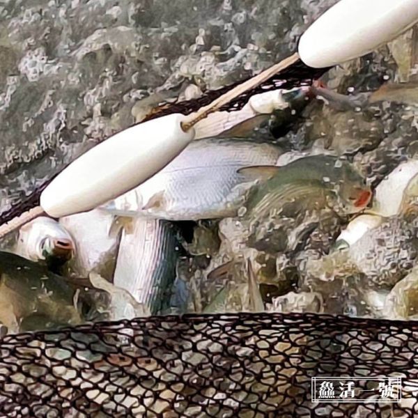 虱目魚除刺全魚 虱目魚