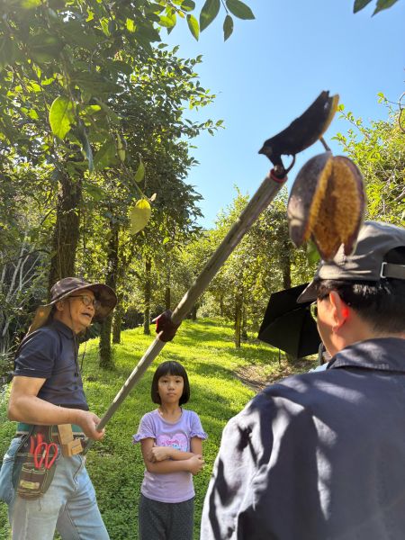 洗愛玉吃愛玉遊園解說 