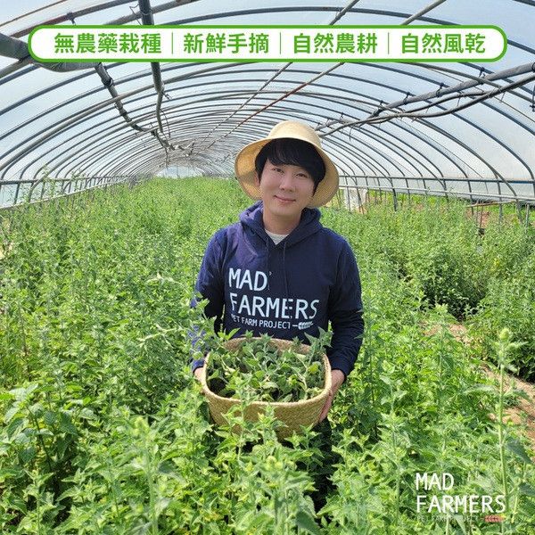 【梅德農夫】韓國無農藥 貓薄荷棒│20g 