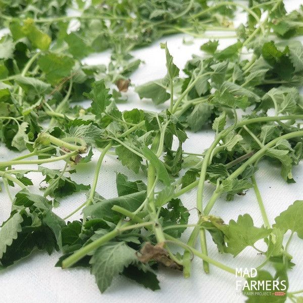 【梅德農夫】韓國無農藥 貓薄荷棒│20g 