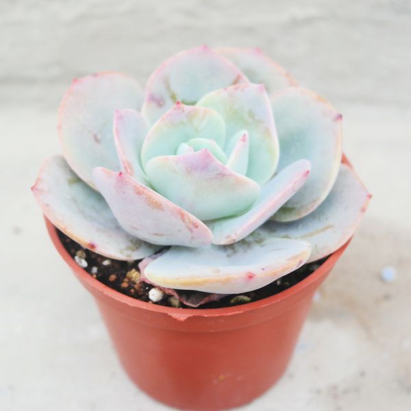 【荳荳多肉】｛白鳳｝◆喬遷◆送禮◆升遷◆多肉植物◆植栽 荳荳多肉官方購物車~一律農場價格!!!!
多肉植物 /手作課程 / 園藝雜貨 /戶外教學 /企業合作 / 贈禮小物/婚禮小物
仙人掌,多肉,植物,送禮,婚禮,DIY,禮物