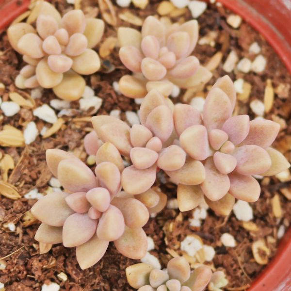 【荳荳多肉】｛姬秋麗｝◆喬遷◆送禮◆升遷◆多肉植物◆植栽 荳荳多肉官方購物車~一律農場價格!!!!
多肉植物 /手作課程 / 園藝雜貨 /戶外教學 /企業合作 / 贈禮小物/婚禮小物
仙人掌,多肉,植物,送禮,婚禮,DIY,禮物