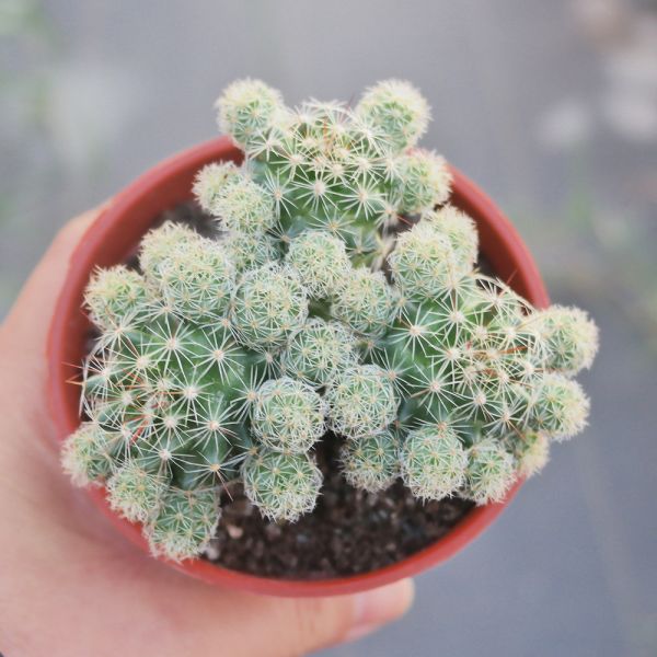 【荳荳多肉】｛銀手球｝◆喬遷◆送禮◆升遷◆多肉植物◆植栽 荳荳多肉,農場價格,多肉植物輕鬆購買,園藝材料,仙人掌,多肉植物,手作農場