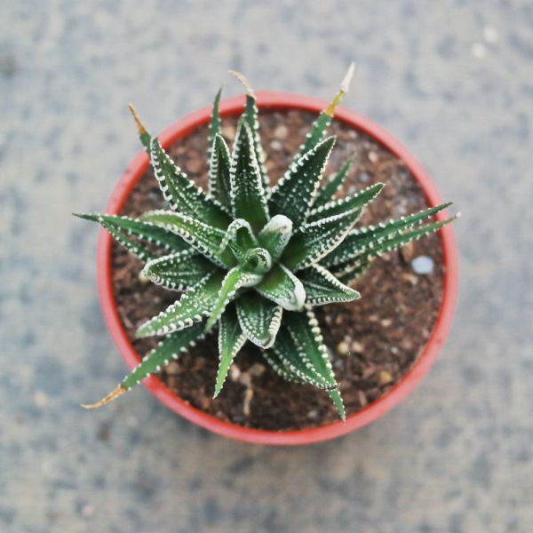 【荳荳多肉】｛十二之卷｝◆喬遷◆送禮◆升遷◆多肉植物◆植栽 荳荳多肉官方購物車~一律農場價格!!!!
多肉植物 /手作課程 / 園藝雜貨 /戶外教學 /企業合作 / 贈禮小物/婚禮小物
仙人掌,多肉,植物,送禮,婚禮,DIY,禮物