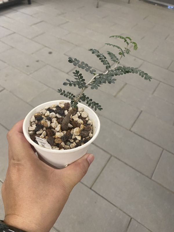 【荳荳多肉】【象足漆樹-根發苗】喬遷｜送禮｜升遷｜多肉植物｜植栽 荳荳多肉官方購物車~一律農場價格!!!!
多肉植物 /手作課程 / 園藝雜貨 /戶外教學 /企業合作 / 贈禮小物/婚禮小物
仙人掌,多肉,植物,送禮,婚禮,DIY,禮物