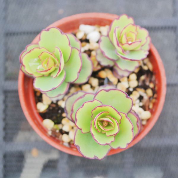 【荳荳多肉】｛翩蝶之舞｝◆喬遷◆送禮◆升遷◆多肉植物◆植栽 荳荳多肉官方購物車~一律農場價格!!!!
多肉植物 /手作課程 / 園藝雜貨 /戶外教學 /企業合作 / 贈禮小物/婚禮小物
仙人掌,多肉,植物,送禮,婚禮,DIY,禮物