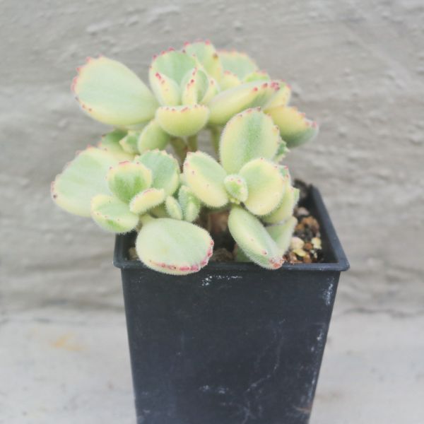 【荳荳多肉】｛白熊｝喬遷｜送禮｜升遷｜多肉植物｜植栽 荳荳多肉官方購物車~一律農場價格!!!!
多肉植物 /手作課程 / 園藝雜貨 /戶外教學 /企業合作 / 贈禮小物/婚禮小物
仙人掌,多肉,植物,送禮,婚禮,DIY,禮物