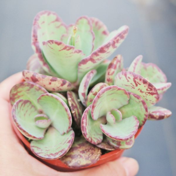 【荳荳多肉】｛小花伽藍｝◆喬遷◆送禮◆升遷◆多肉植物◆植栽 荳荳多肉官方購物車~一律農場價格!!!!
多肉植物 /手作課程 / 園藝雜貨 /戶外教學 /企業合作 / 贈禮小物/婚禮小物
仙人掌,多肉,植物,送禮,婚禮,DIY,禮物