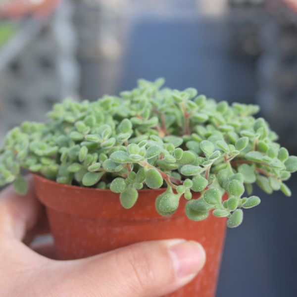 【荳荳多肉】｛波尼亞｝◆喬遷◆送禮◆升遷◆多肉植物◆植栽 荳荳多肉官方購物車~一律農場價格!!!!
多肉植物 /手作課程 / 園藝雜貨 /戶外教學 /企業合作 / 贈禮小物/婚禮小物
仙人掌,多肉,植物,送禮,婚禮,DIY,禮物