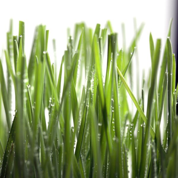 【荳荳多肉】【喵鮮草貓草DIY栽培組-種子加量版】送禮｜升遷｜多肉植物｜植栽 荳荳多肉官方購物車~一律農場價格!!!!
多肉植物 /手作課程 / 園藝雜貨 /戶外教學 /企業合作 / 贈禮小物/婚禮小物
仙人掌,多肉,植物,送禮,婚禮,DIY,禮物