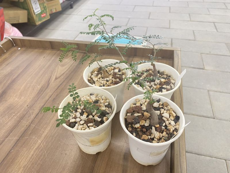 【荳荳多肉】【象足漆樹-根發苗】喬遷｜送禮｜升遷｜多肉植物｜植栽 荳荳多肉官方購物車~一律農場價格!!!!
多肉植物 /手作課程 / 園藝雜貨 /戶外教學 /企業合作 / 贈禮小物/婚禮小物
仙人掌,多肉,植物,送禮,婚禮,DIY,禮物