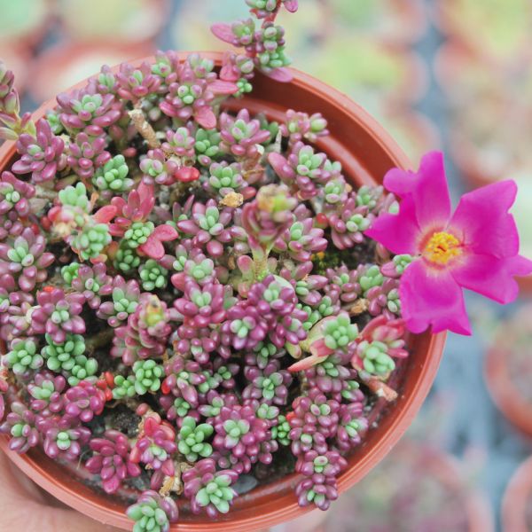 【荳荳多肉】｛紫米飯｝◆喬遷◆送禮◆升遷◆多肉植物◆植栽 荳荳多肉官方購物車~一律農場價格!!!!
多肉植物 /手作課程 / 園藝雜貨 /戶外教學 /企業合作 / 贈禮小物/婚禮小物
仙人掌,多肉,植物,送禮,婚禮,DIY,禮物