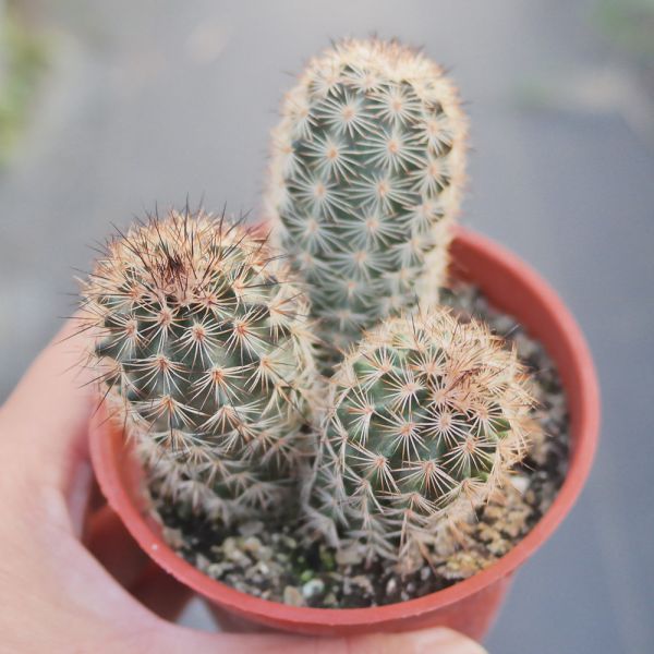 【荳荳多肉】｛折墨｝◆喬遷◆送禮◆升遷◆多肉植物◆植栽 荳荳多肉,農場價格,多肉植物輕鬆購買,園藝材料,仙人掌,多肉植物,手作農場