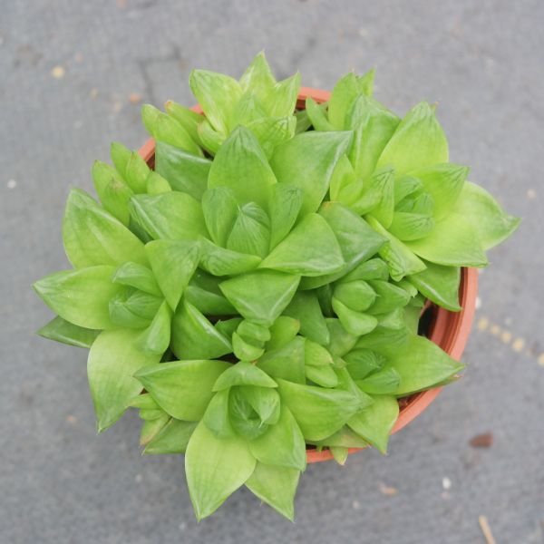 【荳荳多肉】｛京之華｝◆喬遷◆送禮◆升遷◆多肉植物◆植栽 荳荳多肉官方購物車~一律農場價格!!!!
多肉植物 /手作課程 / 園藝雜貨 /戶外教學 /企業合作 / 贈禮小物/婚禮小物
仙人掌,多肉,植物,送禮,婚禮,DIY,禮物
