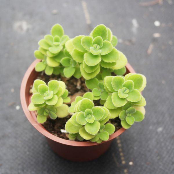 【荳荳多肉】｛小葉印度薄荷｝◆喬遷◆送禮◆升遷◆多肉植物◆植栽 荳荳多肉官方購物車~一律農場價格!!!!
多肉植物 /手作課程 / 園藝雜貨 /戶外教學 /企業合作 / 贈禮小物/婚禮小物
仙人掌,多肉,植物,送禮,婚禮,DIY,禮物