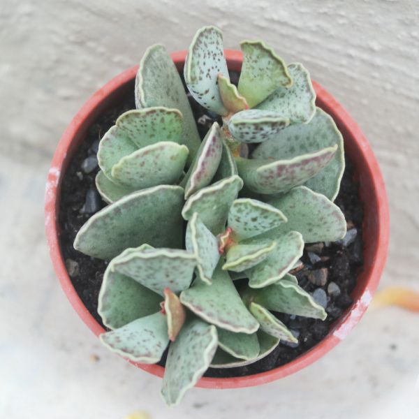 【荳荳多肉】｛錦鈴殿｝◆喬遷◆送禮◆升遷◆多肉植物◆植栽 荳荳多肉官方購物車~一律農場價格!!!!
多肉植物 /手作課程 / 園藝雜貨 /戶外教學 /企業合作 / 贈禮小物/婚禮小物
仙人掌,多肉,植物,送禮,婚禮,DIY,禮物