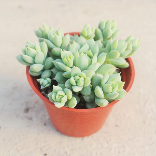 【荳荳多肉】｛蔓蓮｝◆喬遷◆送禮◆升遷◆多肉植物◆植栽 荳荳多肉官方購物車~一律農場價格!!!!
多肉植物 /手作課程 / 園藝雜貨 /戶外教學 /企業合作 / 贈禮小物/婚禮小物
仙人掌,多肉,植物,送禮,婚禮,DIY,禮物