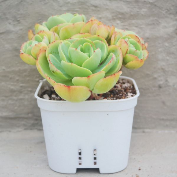 【荳荳多肉】｛雞蛋碧桃｝◆喬遷◆送禮◆升遷◆多肉植物◆植栽 荳荳多肉官方購物車~一律農場價格!!!!
多肉植物 /手作課程 / 園藝雜貨 /戶外教學 /企業合作 / 贈禮小物/婚禮小物
仙人掌,多肉,植物,送禮,婚禮,DIY,禮物