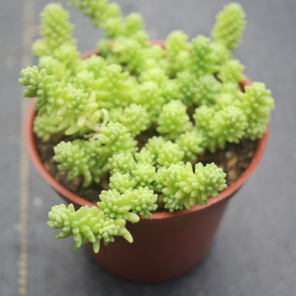 【荳荳多肉】｛大型萬年草｝◆喬遷◆送禮◆升遷◆多肉植物◆植栽 荳荳多肉官方購物車~一律農場價格!!!!
多肉植物 /手作課程 / 園藝雜貨 /戶外教學 /企業合作 / 贈禮小物/婚禮小物
仙人掌,多肉,植物,送禮,婚禮,DIY,禮物