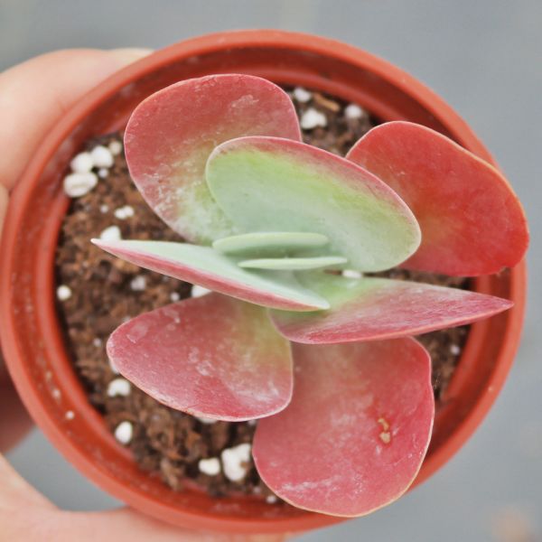 【荳荳多肉】｛唐印｝◆喬遷◆送禮◆升遷◆多肉植物◆植栽 荳荳多肉官方購物車~一律農場價格!!!!
多肉植物 /手作課程 / 園藝雜貨 /戶外教學 /企業合作 / 贈禮小物/婚禮小物
仙人掌,多肉,植物,送禮,婚禮,DIY,禮物
