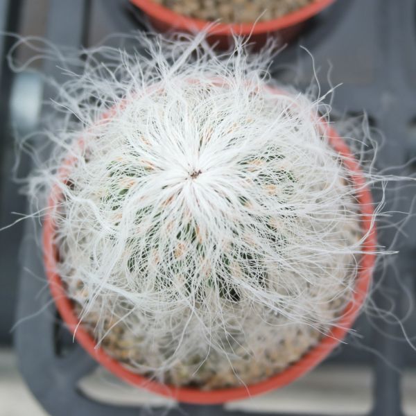 【荳荳多肉】｛翁丸｝◆喬遷◆送禮◆升遷◆多肉植物◆植栽 荳荳多肉官方購物車~一律農場價格!!!!
多肉植物 /手作課程 / 園藝雜貨 /戶外教學 /企業合作 / 贈禮小物/婚禮小物
仙人掌,多肉,植物,送禮,婚禮,DIY,禮物