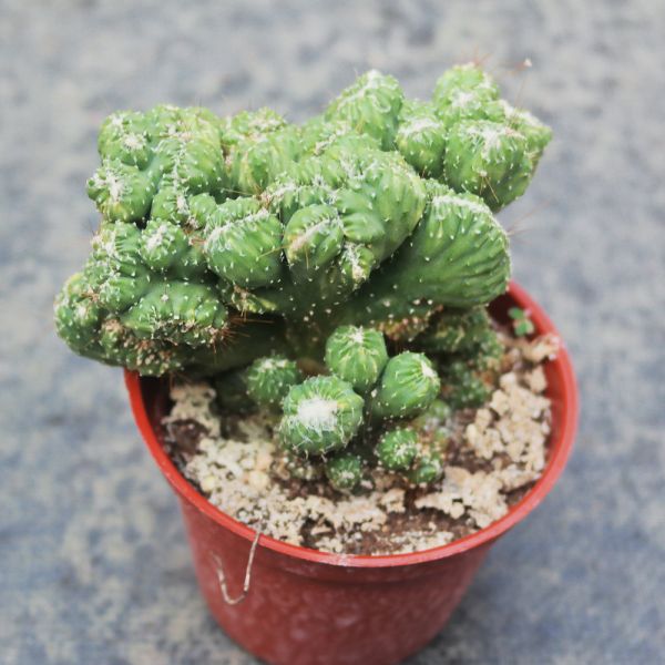 【荳荳多肉】｛山影｝◆喬遷◆送禮◆升遷◆多肉植物◆植栽 荳荳多肉,農場價格,多肉植物輕鬆購買,園藝材料,仙人掌,多肉植物,手作農場