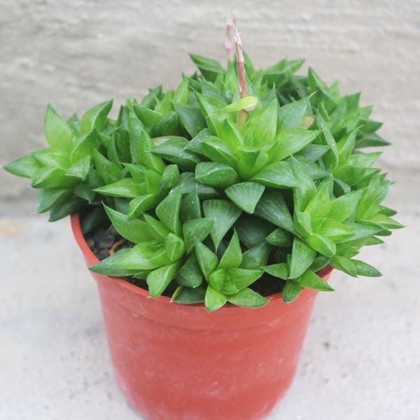 【荳荳多肉】｛砂糖｝◆喬遷◆送禮◆升遷◆多肉植物◆植栽 荳荳多肉官方購物車~一律農場價格!!!!
多肉植物 /手作課程 / 園藝雜貨 /戶外教學 /企業合作 / 贈禮小物/婚禮小物
仙人掌,多肉,植物,送禮,婚禮,DIY,禮物