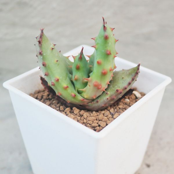 【荳荳多肉】｛鬼切丸｝◆喬遷◆送禮◆升遷◆多肉植物◆植栽 荳荳多肉官方購物車~一律農場價格!!!!
多肉植物 /手作課程 / 園藝雜貨 /戶外教學 /企業合作 / 贈禮小物/婚禮小物
仙人掌,多肉,植物,送禮,婚禮,DIY,禮物
