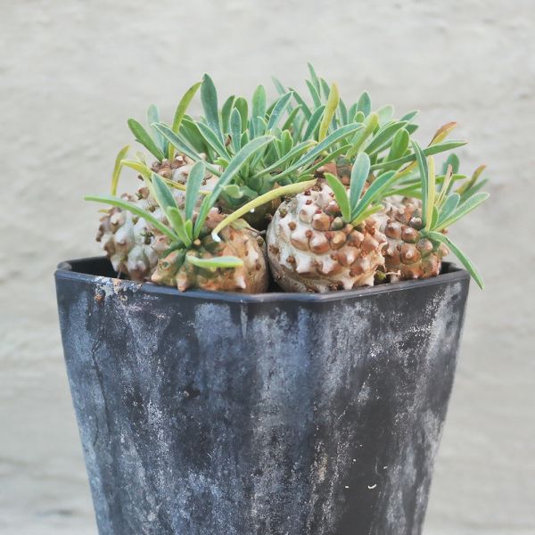 【荳荳多肉】｛峨嵋山老欉˙｝◆喬遷◆送禮◆升遷◆多肉植物◆植栽 荳荳多肉官方購物車~一律農場價格!!!!
多肉植物 /手作課程 / 園藝雜貨 /戶外教學 /企業合作 / 贈禮小物/婚禮小物
仙人掌,多肉,植物,送禮,婚禮,DIY,禮物