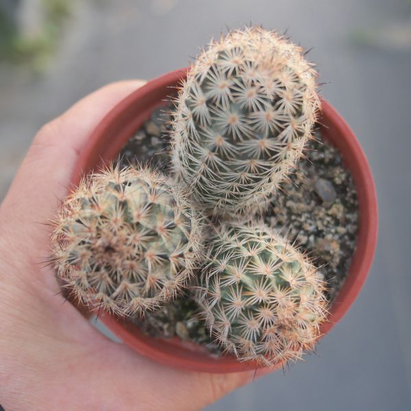 【荳荳多肉】｛折墨｝◆喬遷◆送禮◆升遷◆多肉植物◆植栽 荳荳多肉,農場價格,多肉植物輕鬆購買,園藝材料,仙人掌,多肉植物,手作農場