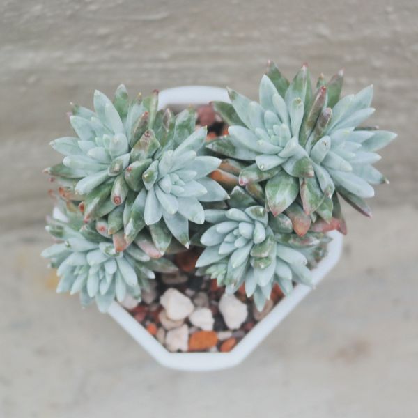 【荳荳多肉】｛格林白菊｝◆喬遷◆送禮◆升遷◆多肉植物◆植栽 荳荳多肉官方購物車~一律農場價格!!!!
多肉植物 /手作課程 / 園藝雜貨 /戶外教學 /企業合作 / 贈禮小物/婚禮小物
仙人掌,多肉,植物,送禮,婚禮,DIY,禮物