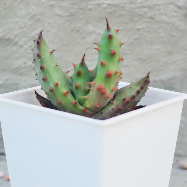 【荳荳多肉】｛鬼切丸｝◆喬遷◆送禮◆升遷◆多肉植物◆植栽 荳荳多肉官方購物車~一律農場價格!!!!
多肉植物 /手作課程 / 園藝雜貨 /戶外教學 /企業合作 / 贈禮小物/婚禮小物
仙人掌,多肉,植物,送禮,婚禮,DIY,禮物