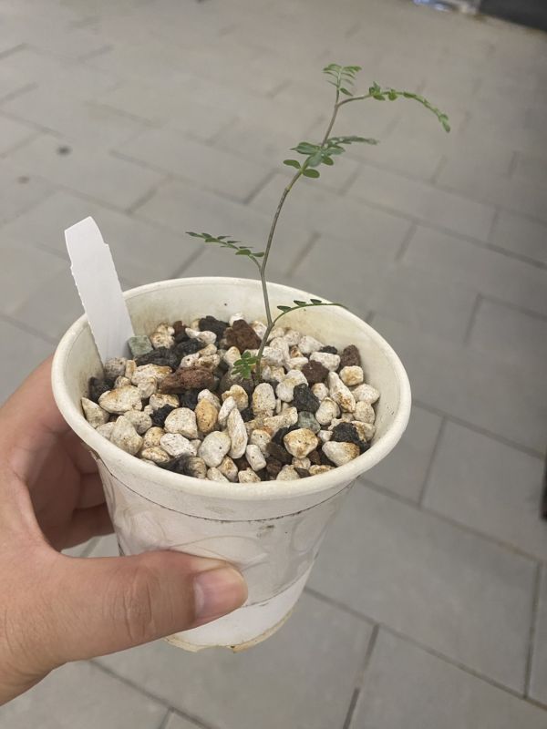 【荳荳多肉】【象足漆樹-根發苗】喬遷｜送禮｜升遷｜多肉植物｜植栽 荳荳多肉官方購物車~一律農場價格!!!!
多肉植物 /手作課程 / 園藝雜貨 /戶外教學 /企業合作 / 贈禮小物/婚禮小物
仙人掌,多肉,植物,送禮,婚禮,DIY,禮物