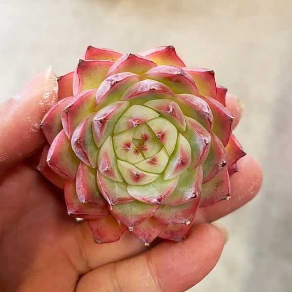 【荳荳多肉】｛粉水晶｝◆喬遷◆送禮◆升遷◆多肉植物◆植栽 荳荳多肉官方購物車~一律農場價格!!!!
多肉植物 /手作課程 / 園藝雜貨 /戶外教學 /企業合作 / 贈禮小物/婚禮小物
仙人掌,多肉,植物,送禮,婚禮,DIY,禮物